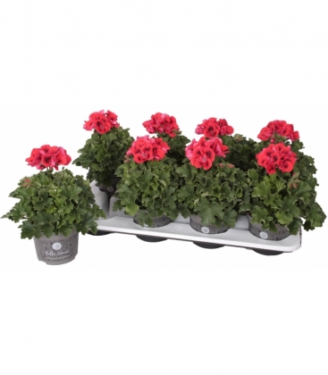Pelargonium