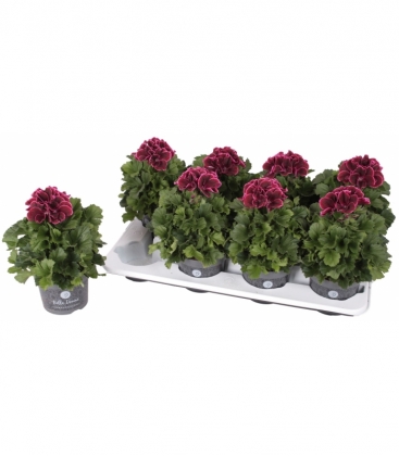 Pelargonium