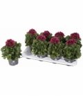 Pelargonium