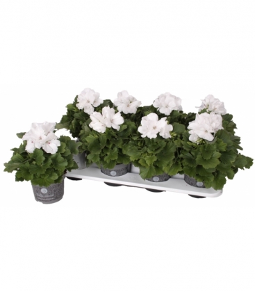 Pelargonium