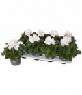 Pelargonium