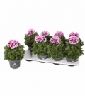 Pelargonium