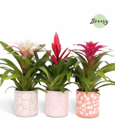 Bromelia