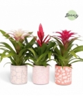Bromelia