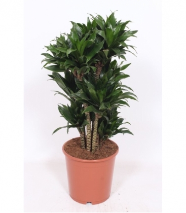 Dracaena