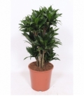 Dracaena