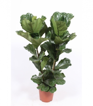 Ficus