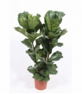 Ficus