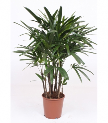 Rhapis