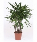 Rhapis