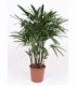 Rhapis