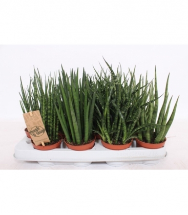 Sansevieria