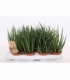 Sansevieria