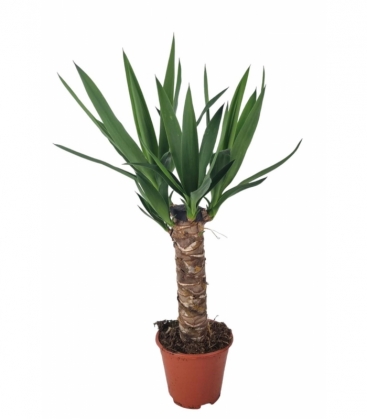 Yucca