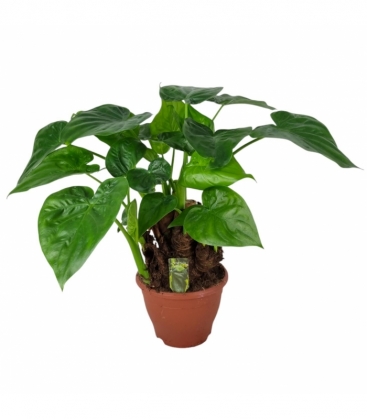 Alocasia