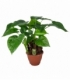 Alocasia