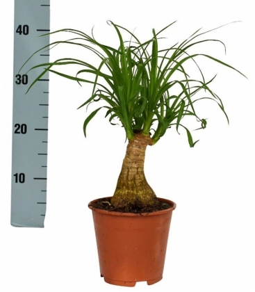 Beaucarnea