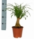 Beaucarnea