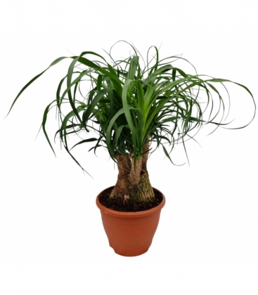 Beaucarnea