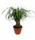 Beaucarnea