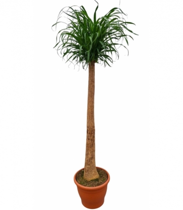 Beaucarnea