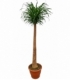 Beaucarnea