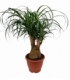 Beaucarnea