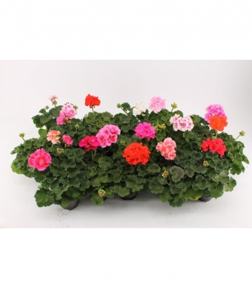 Pelargonium