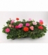 Pelargonium