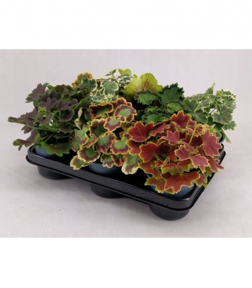 Pelargonium
