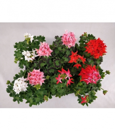 Pelargonium