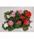 Pelargonium