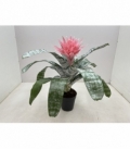 Aechmea