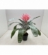 Aechmea