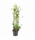 Trachelospermum