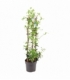 Trachelospermum