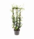 Trachelospermum