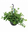 Trachelospermum