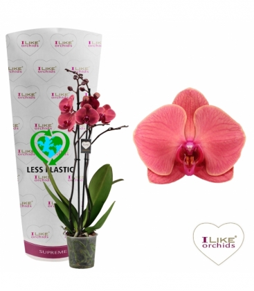 Phalaenopsis