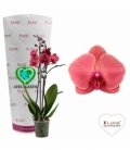 Phalaenopsis