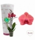 Phalaenopsis