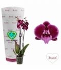 Phalaenopsis