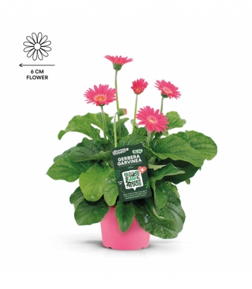 Gerbera