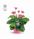 Gerbera