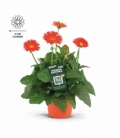 Gerbera