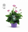 Gerbera