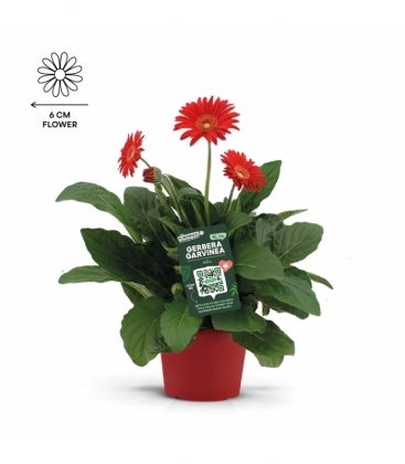 Gerbera