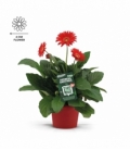 Gerbera