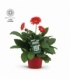 Gerbera