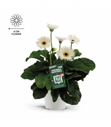 Gerbera
